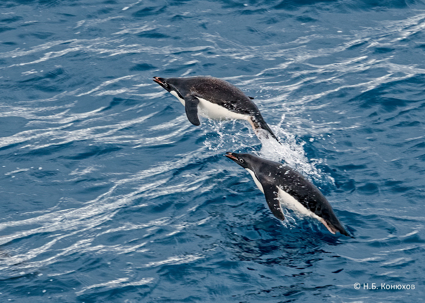Пингвины Адели Южный океан